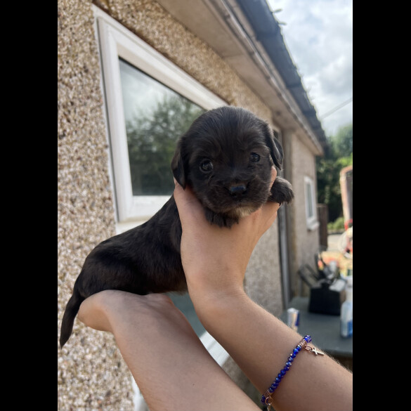 Cocker Spaniel (Working &amp; Show) - Bitches