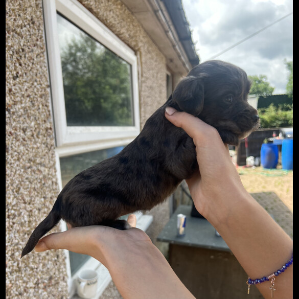 Cocker Spaniel (Working &amp; Show) - Bitches