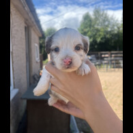 Cocker Spaniel (Working &amp; Show) - Bitches