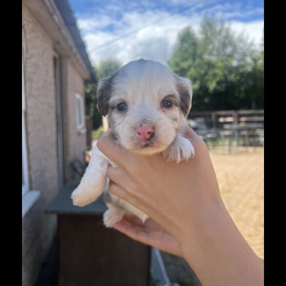 Cocker Spaniel (Working &amp; Show) - Bitches