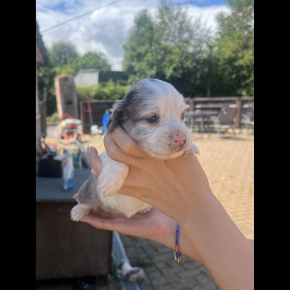 Cocker Spaniel (Working &amp; Show) - Bitches