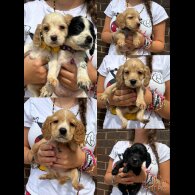 Cocker Spaniel (Working &amp; Show) - Both