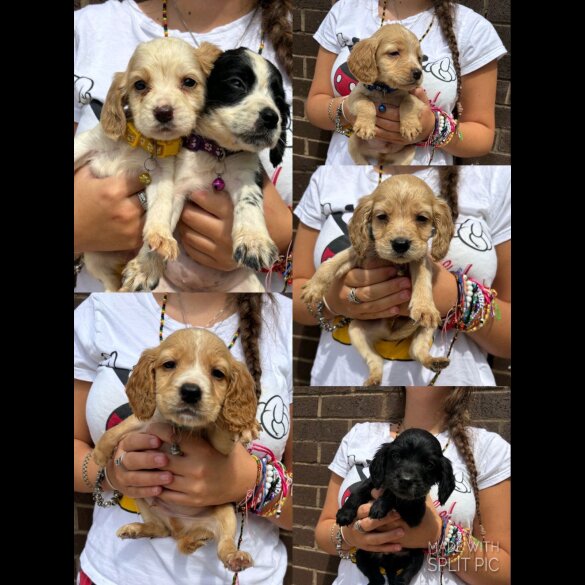 Cocker Spaniel (Working &amp; Show) - Both