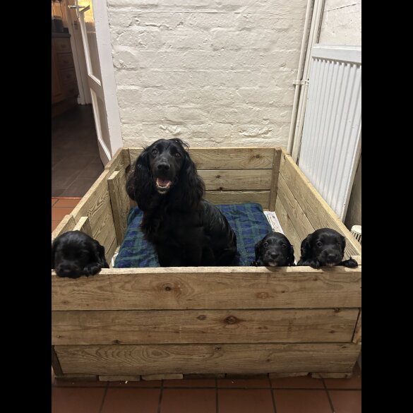 Cocker Spaniel (Working &amp; Show) - Both