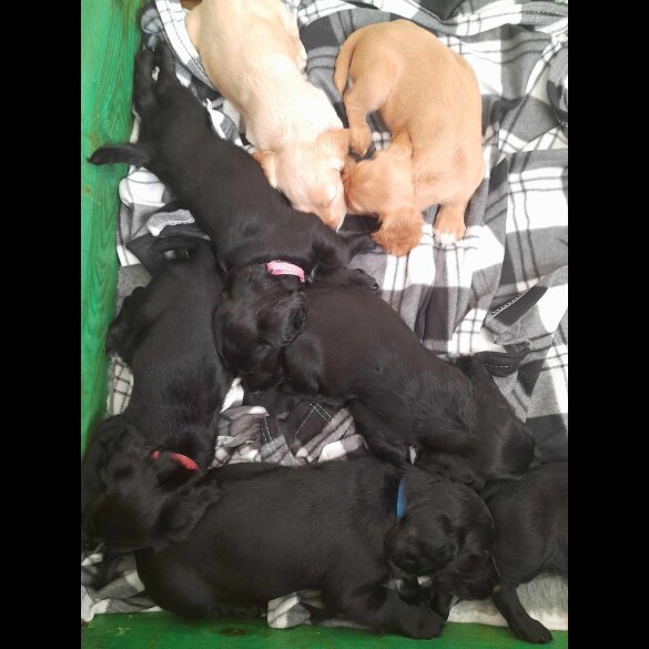 Cocker Spaniel (Working &amp; Show) - Both