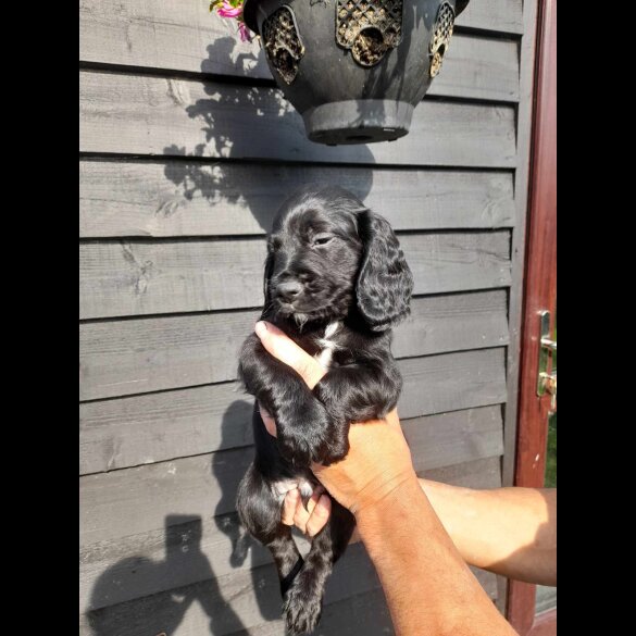 Cocker Spaniel (Working &amp; Show) - Both