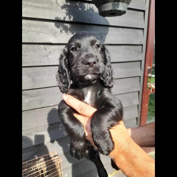 Cocker Spaniel (Working &amp; Show) - Both