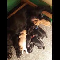 Cocker Spaniel (Working &amp; Show) - Both