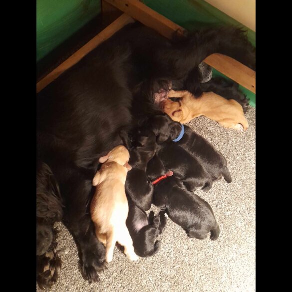 Cocker Spaniel (Working &amp; Show) - Both
