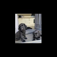 Cocker Spaniel (Working &amp; Show) - Both