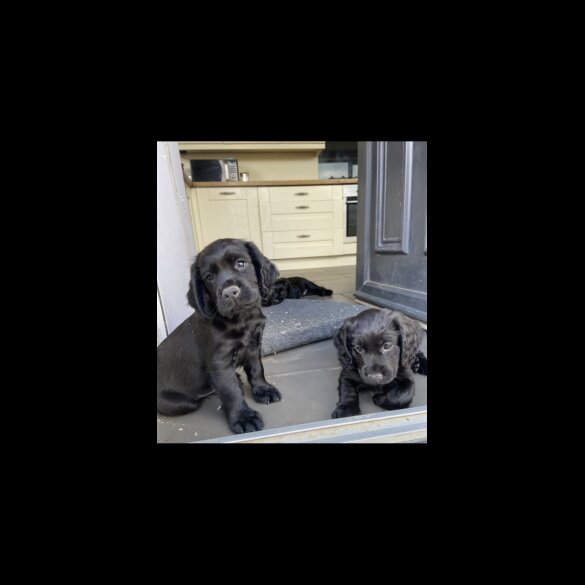 Cocker Spaniel (Working &amp; Show) - Both