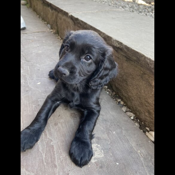 Cocker Spaniel (Working &amp; Show) - Both