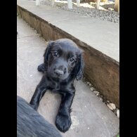 Cocker Spaniel (Working &amp; Show) - Both