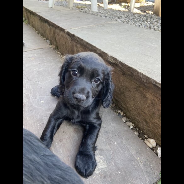 Cocker Spaniel (Working &amp; Show) - Both