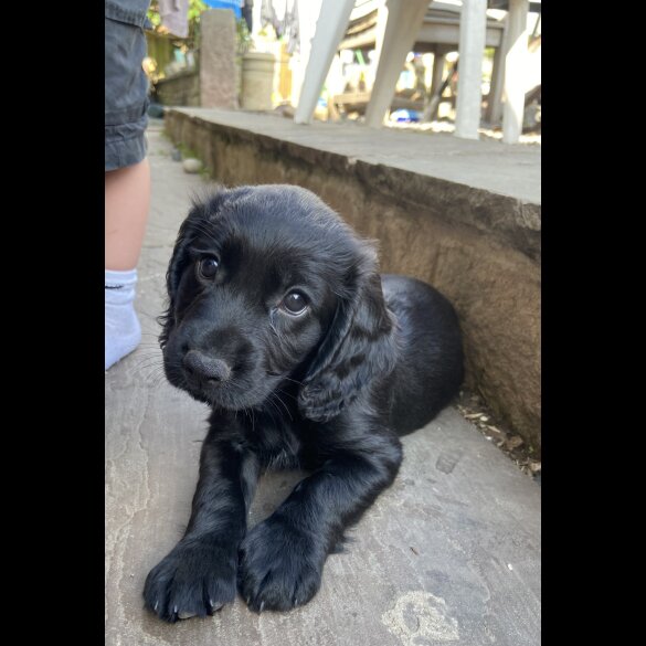 Cocker Spaniel (Working &amp; Show) - Both
