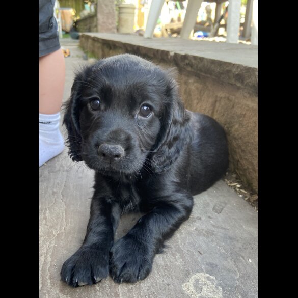 Cocker Spaniel (Working &amp; Show) - Both