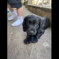 Cocker Spaniel (Working &amp; Show) - Both