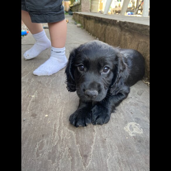 Cocker Spaniel (Working &amp; Show) - Both