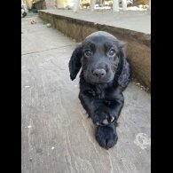 Cocker Spaniel (Working &amp; Show) - Both