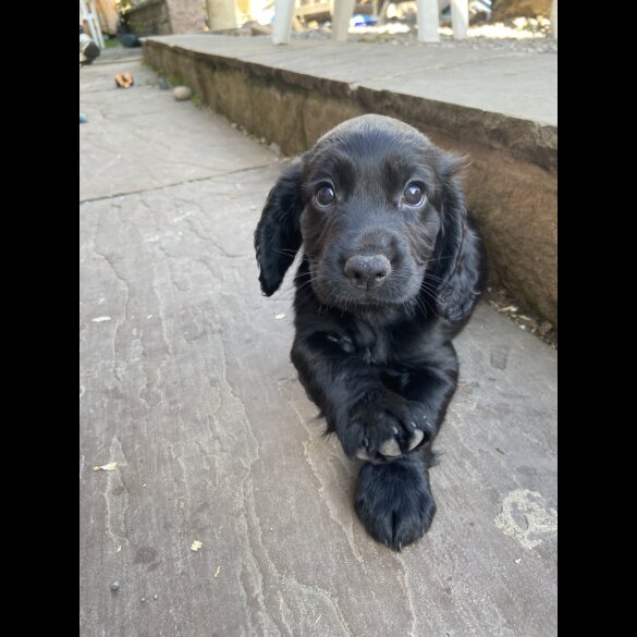 Cocker Spaniel (Working &amp; Show) - Both