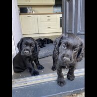 Cocker Spaniel (Working &amp; Show) - Both