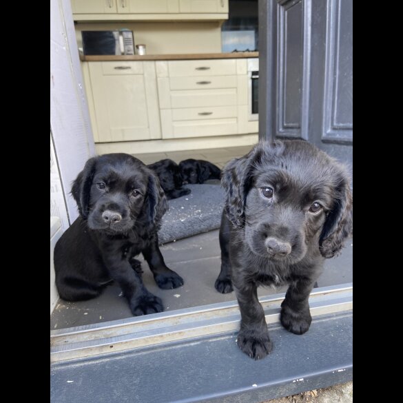 Cocker Spaniel (Working &amp; Show) - Both