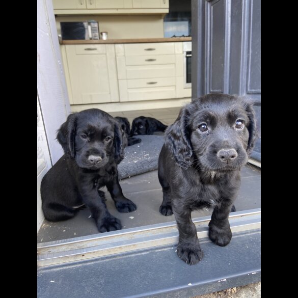 Cocker Spaniel (Working &amp; Show) - Both