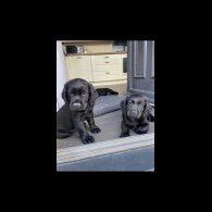 Cocker Spaniel (Working &amp; Show) - Both