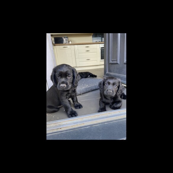 Cocker Spaniel (Working &amp; Show) - Both