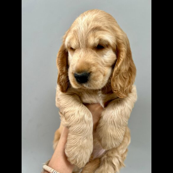 Cocker Spaniel (Working &amp; Show) - Both