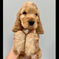 Cocker Spaniel (Working &amp; Show) - Both
