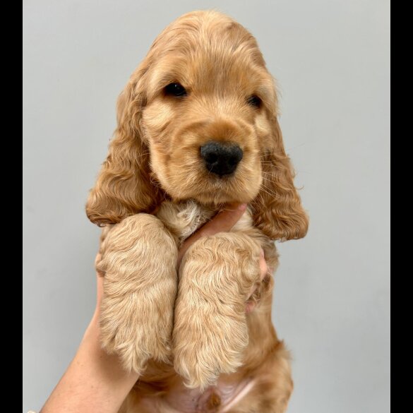 Cocker Spaniel (Working &amp; Show) - Both