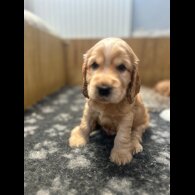Cocker Spaniel (Working &amp; Show) - Both