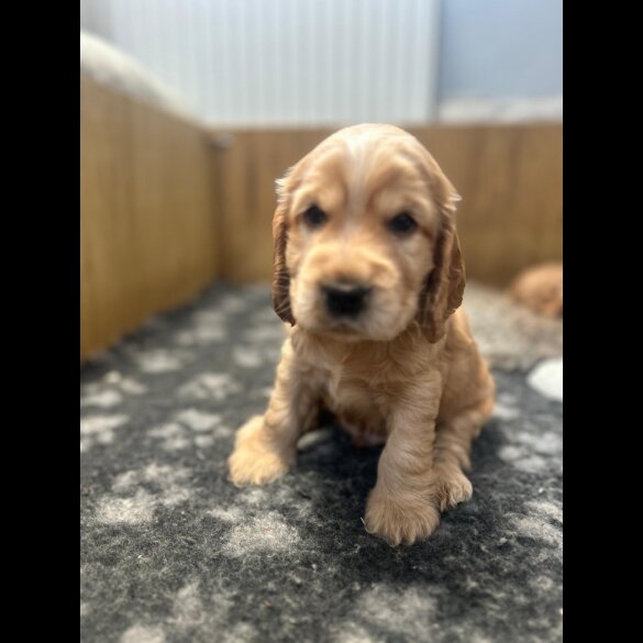 Cocker Spaniel (Working &amp; Show) - Both