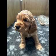 Cocker Spaniel (Working &amp; Show) - Both