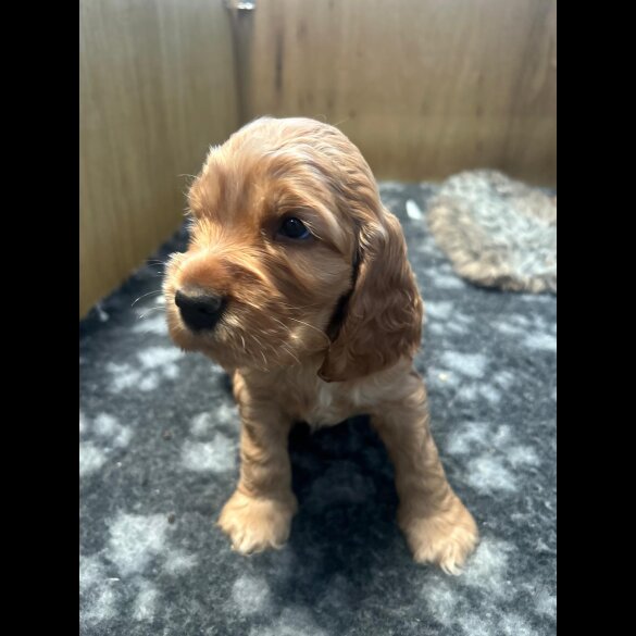 Cocker Spaniel (Working &amp; Show) - Both