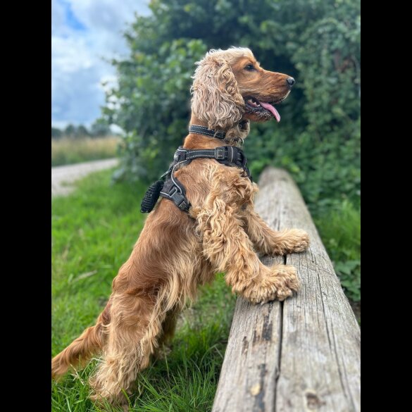 Cocker Spaniel (Working &amp; Show) - Both