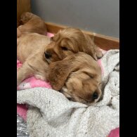 Cocker Spaniel (Working &amp; Show) - Both