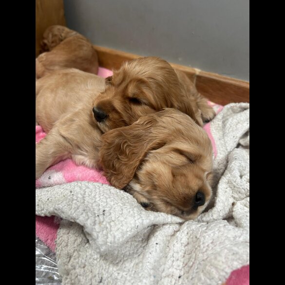 Cocker Spaniel (Working &amp; Show) - Both