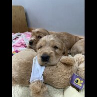 Cocker Spaniel (Working &amp; Show) - Both