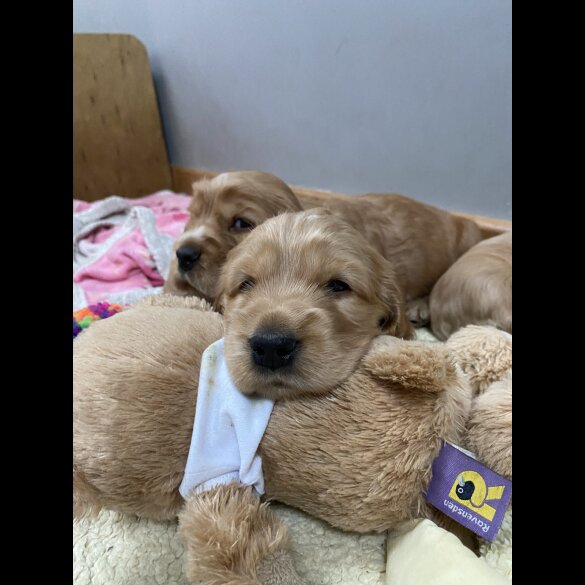 Cocker Spaniel (Working &amp; Show) - Both