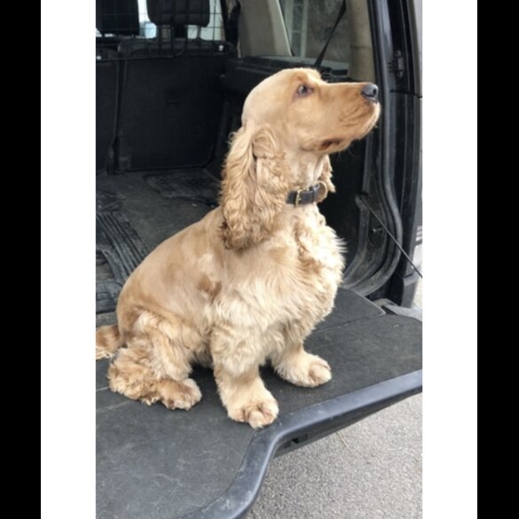 Cocker Spaniel (Working &amp; Show) - Both