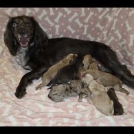 Cocker Spaniel (Working &amp; Show) - Both