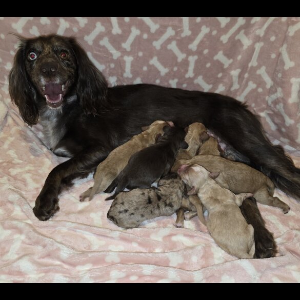 Cocker Spaniel (Working &amp; Show) - Both