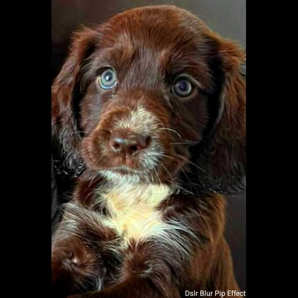 Cocker Spaniel (Working &amp; Show) - Both