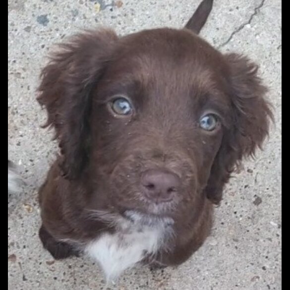 Cocker Spaniel (Working &amp; Show) - Both
