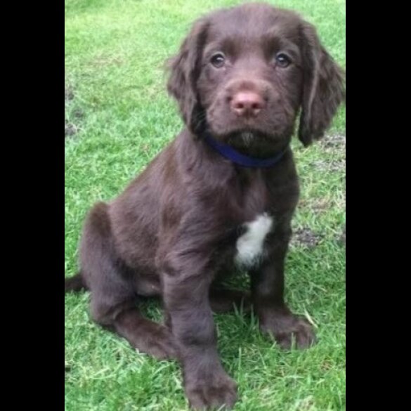 Cocker Spaniel (Working &amp; Show) - Both