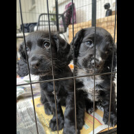 Cocker Spaniel (Working &amp; Show) - Both