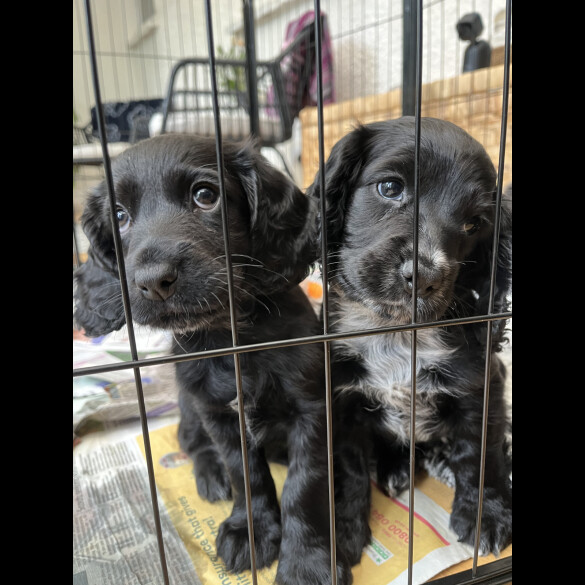 Cocker Spaniel (Working &amp; Show) - Both