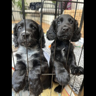 Cocker Spaniel (Working &amp; Show) - Both